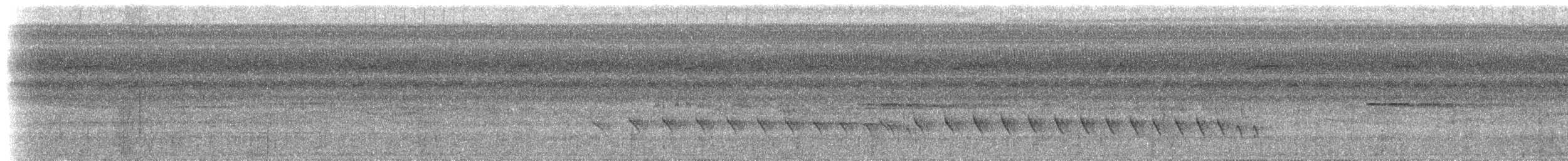 Kurzschwanz-Ameisenschlüpfer (obscura) - ML616876382