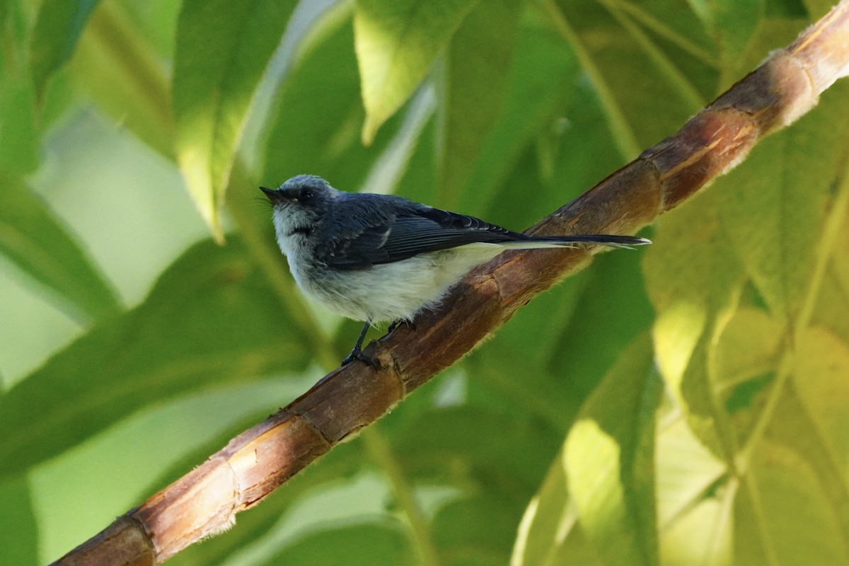 White-tailed Blue Flycatcher - ML616876407