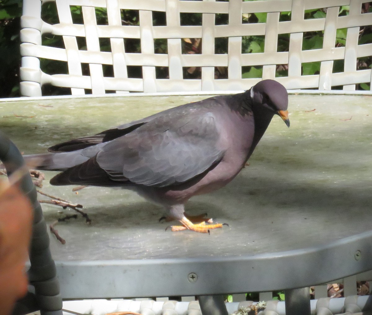 Band-tailed Pigeon - Joel Hedgpeth