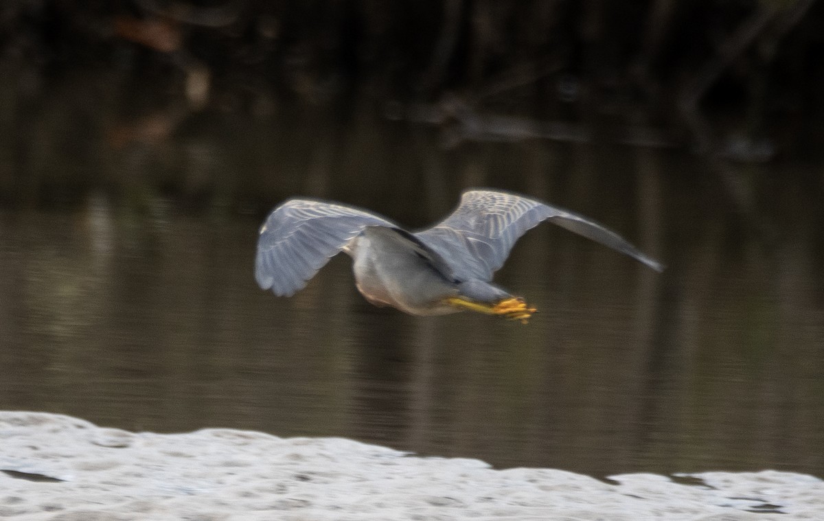 Striated Heron (South American) - ML616876599