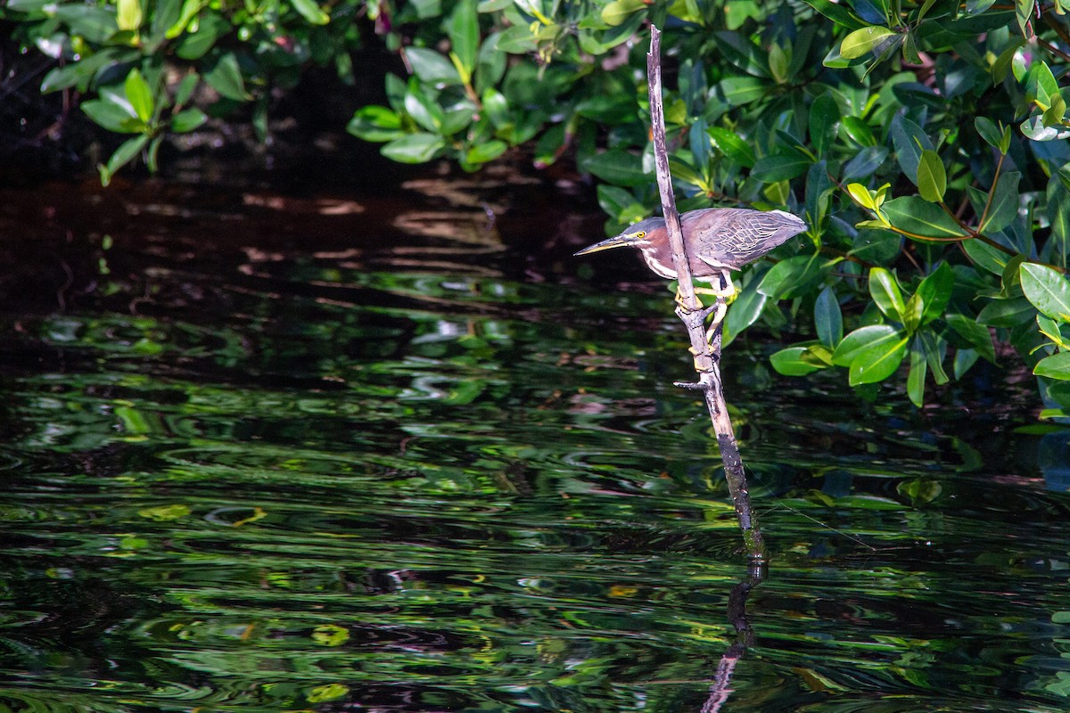 Green Heron - ML616876621