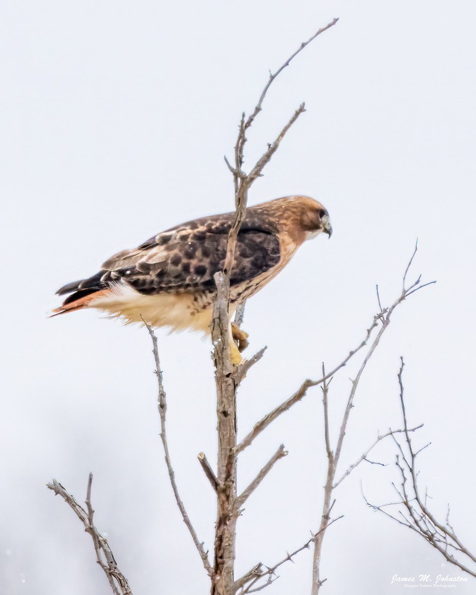 Red-tailed Hawk - James Johnston