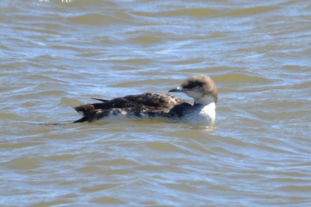 Pacific Loon - ML616876655