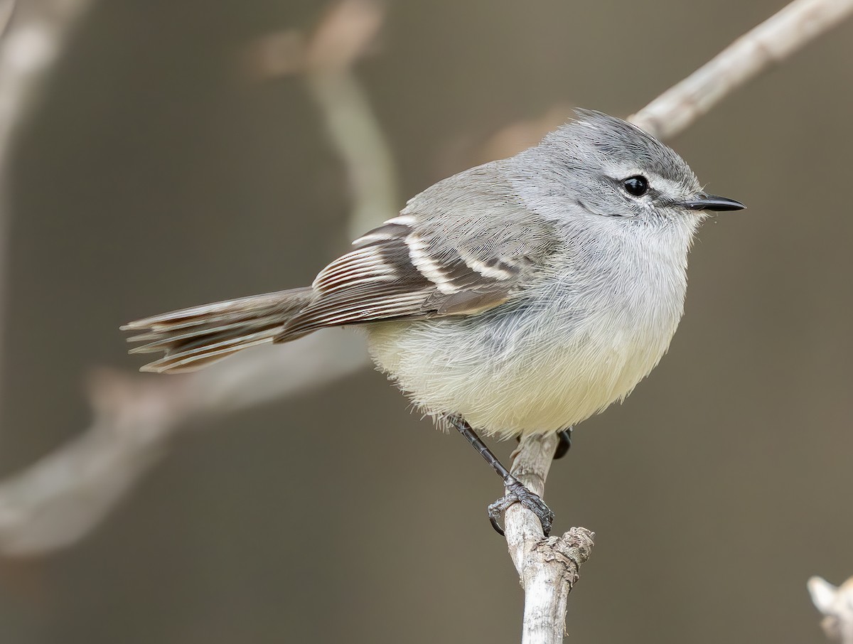 White-crested Tyrannulet (Sulphur-bellied) - ML616876726