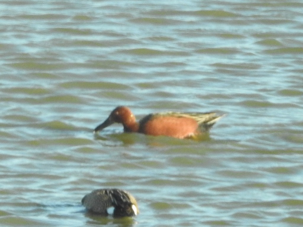 Cinnamon Teal - Thomas Jones