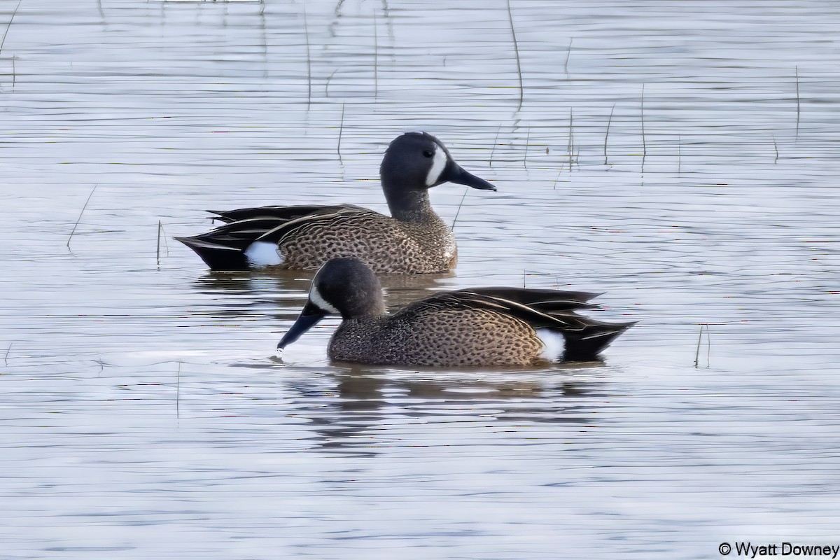 Blue-winged Teal - ML616876761
