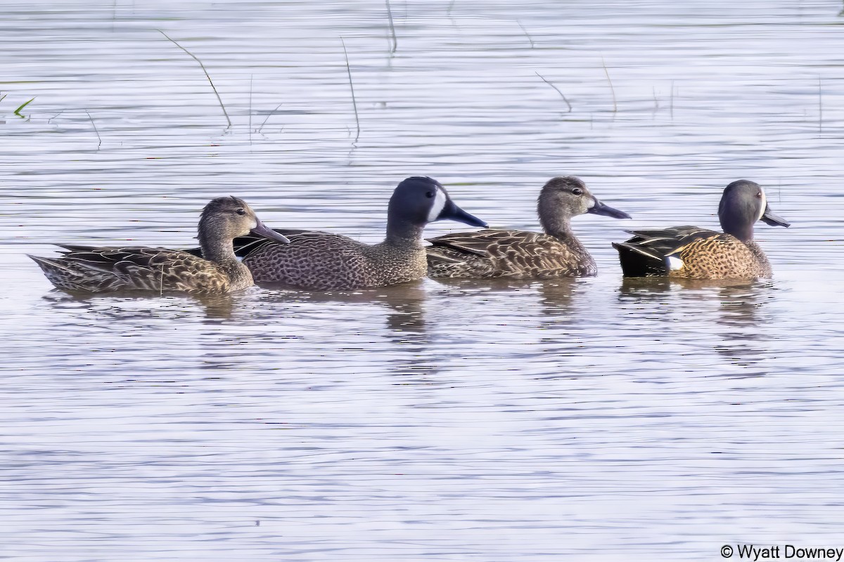 Blue-winged Teal - ML616876762