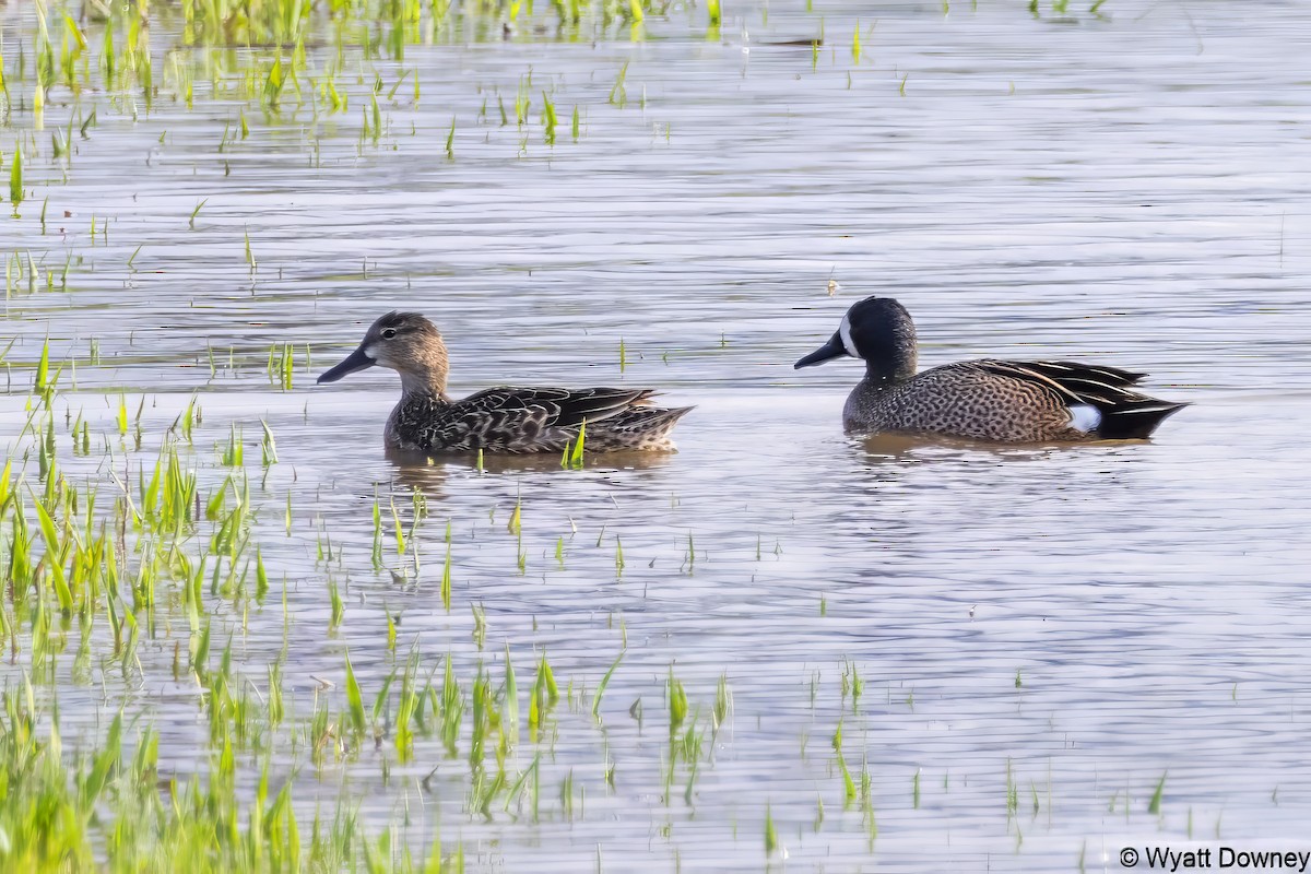 Blue-winged Teal - ML616876764