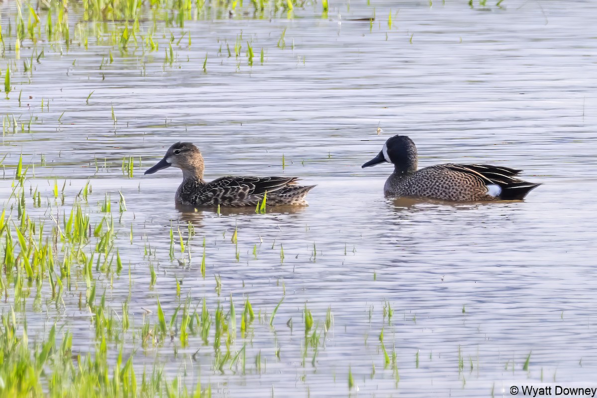 blåvingeand - ML616876764