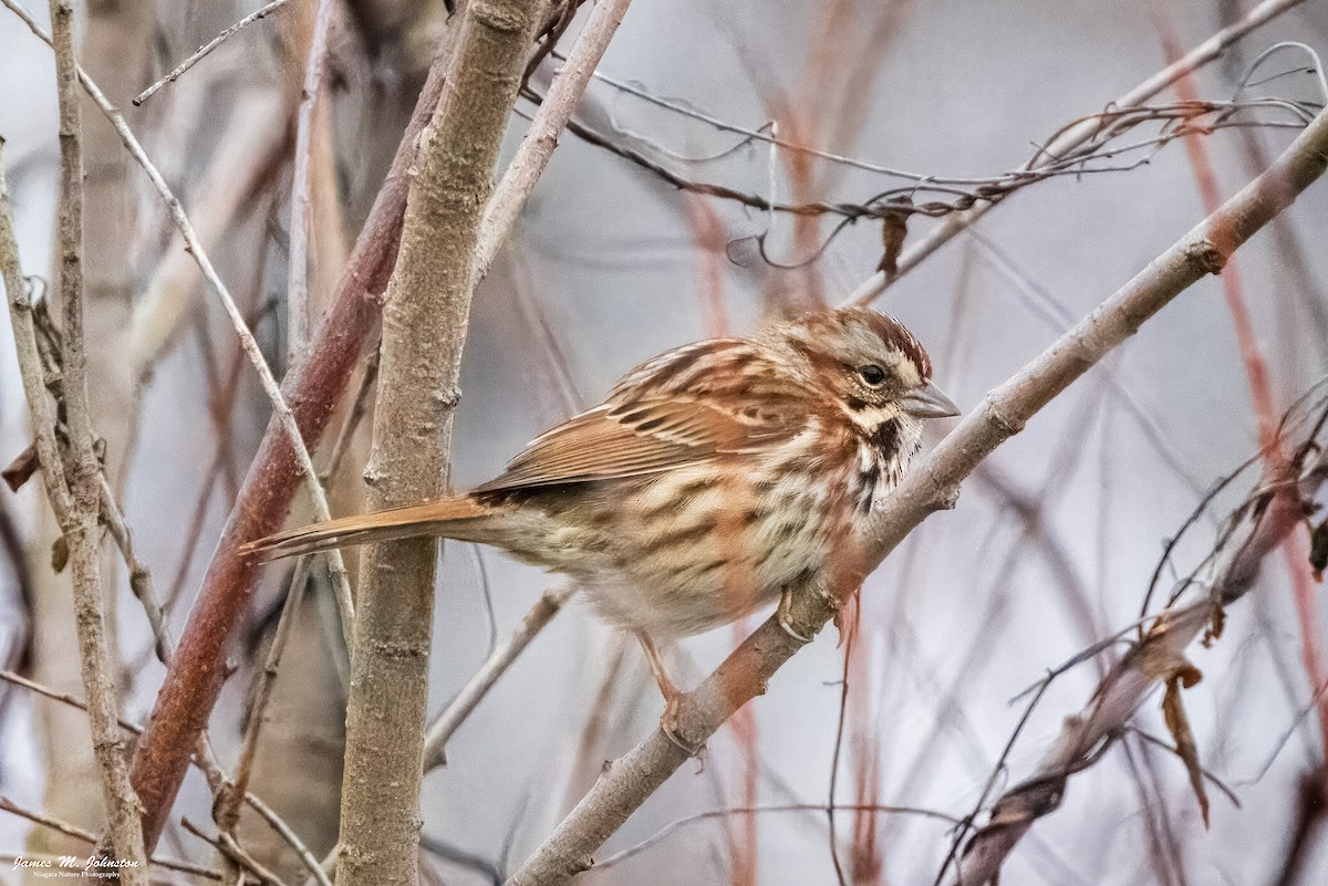 Song Sparrow - ML616876771