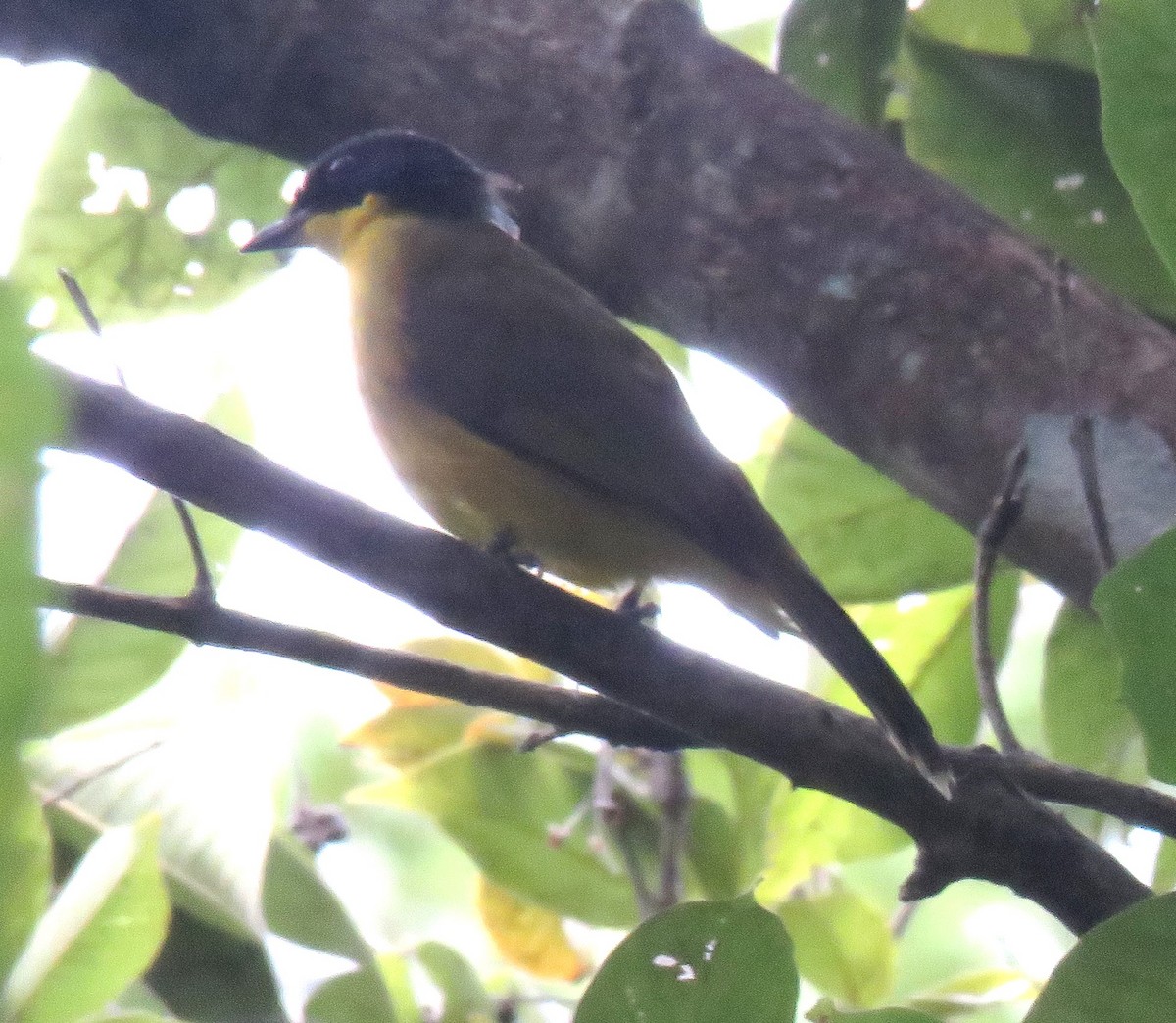 Black-capped Bulbul - Kathryn Clouston