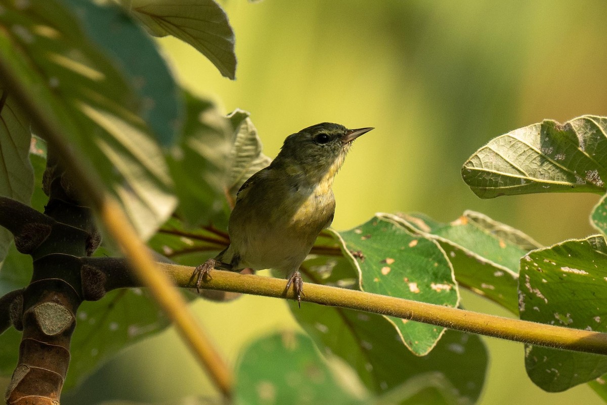 Tennessee Warbler - ML616876893