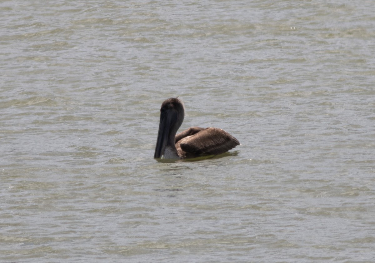 Brown Pelican (Southern) - ML616876967