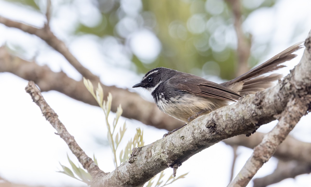 Spot-breasted Fantail - ML616876986