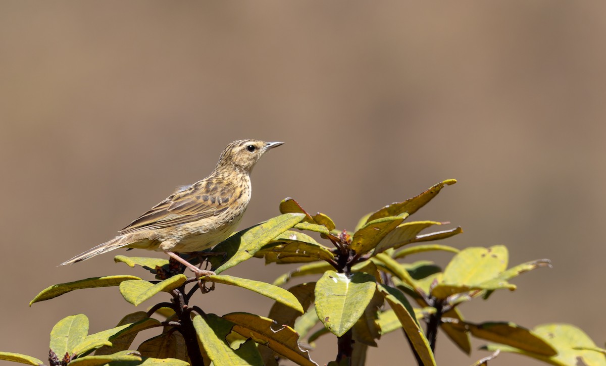 Nilgiri Pipit - Ian Davies