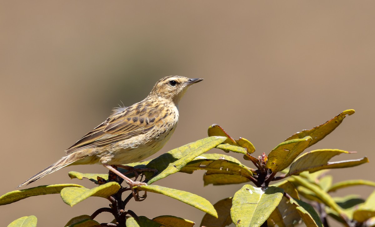 Nilgiri Pipit - ML616877015