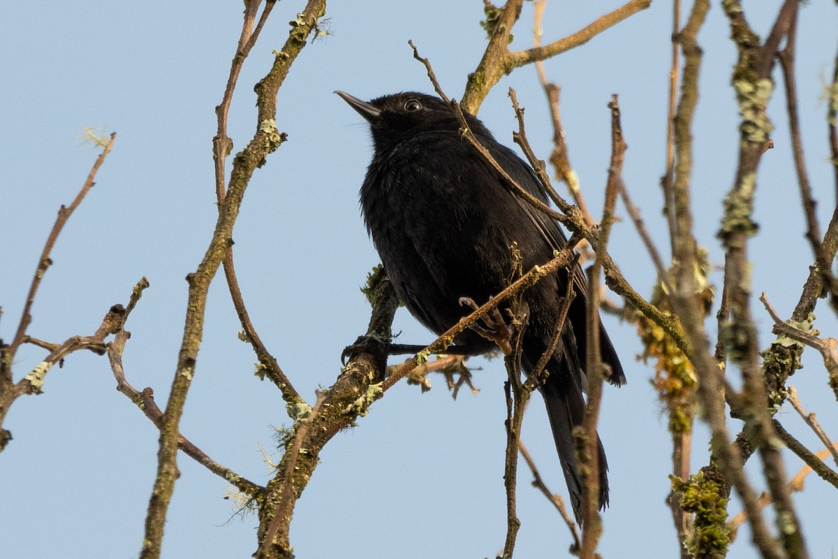 Black Flowerpiercer - ML616877044