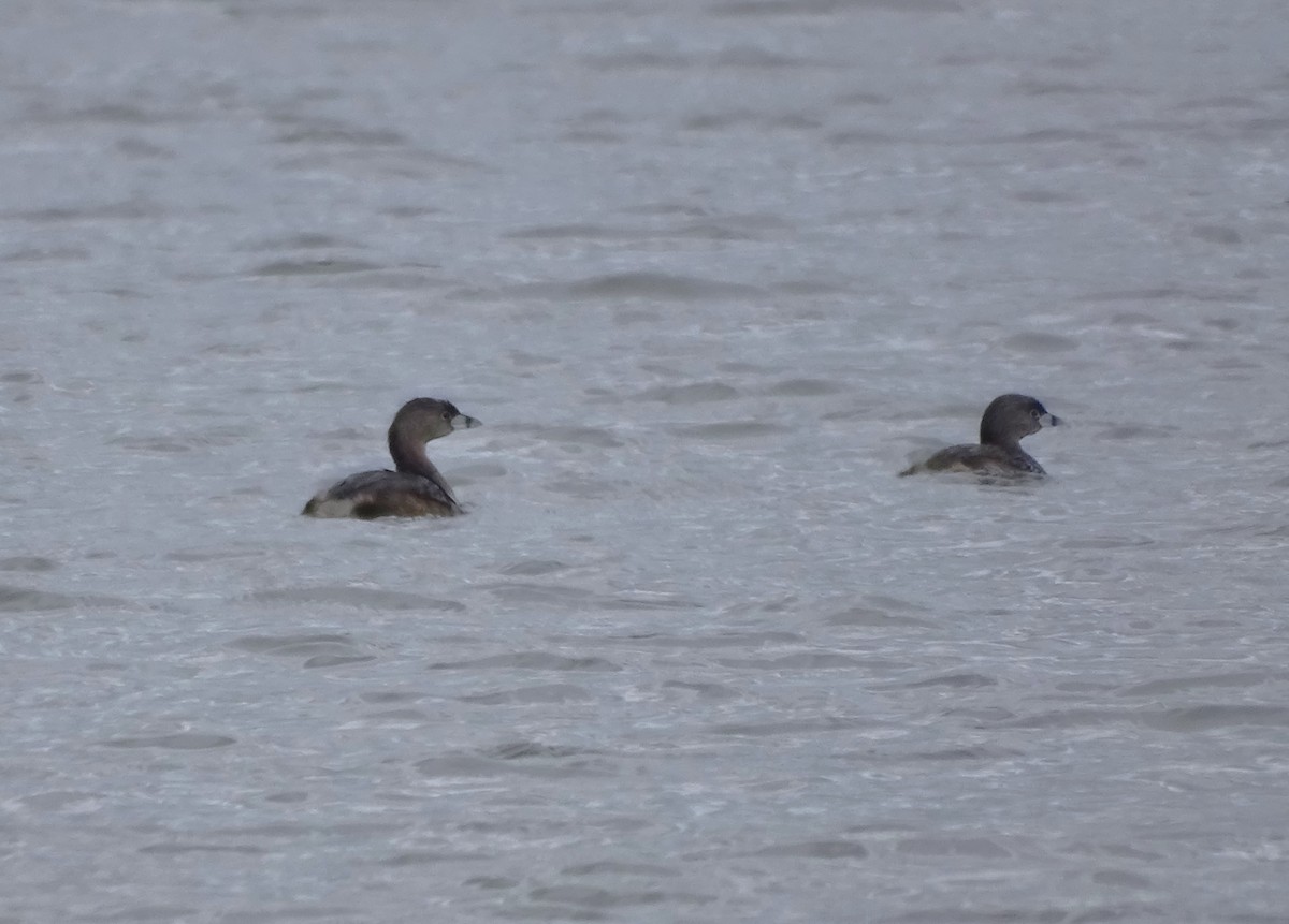 Pied-billed Grebe - Su Snyder