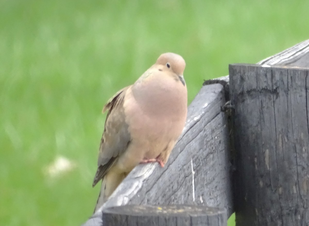 Mourning Dove - Su Snyder