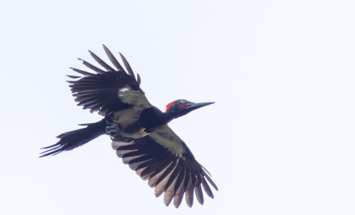 White-bellied Woodpecker - Ian Davies