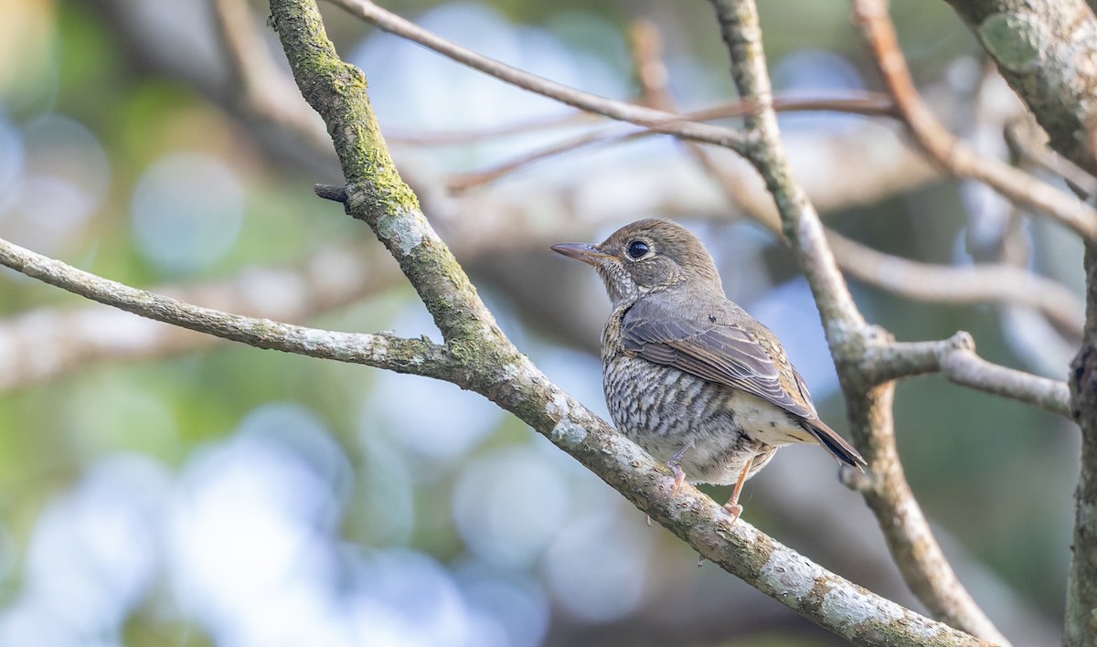 Blue-capped Rock-Thrush - Ian Davies