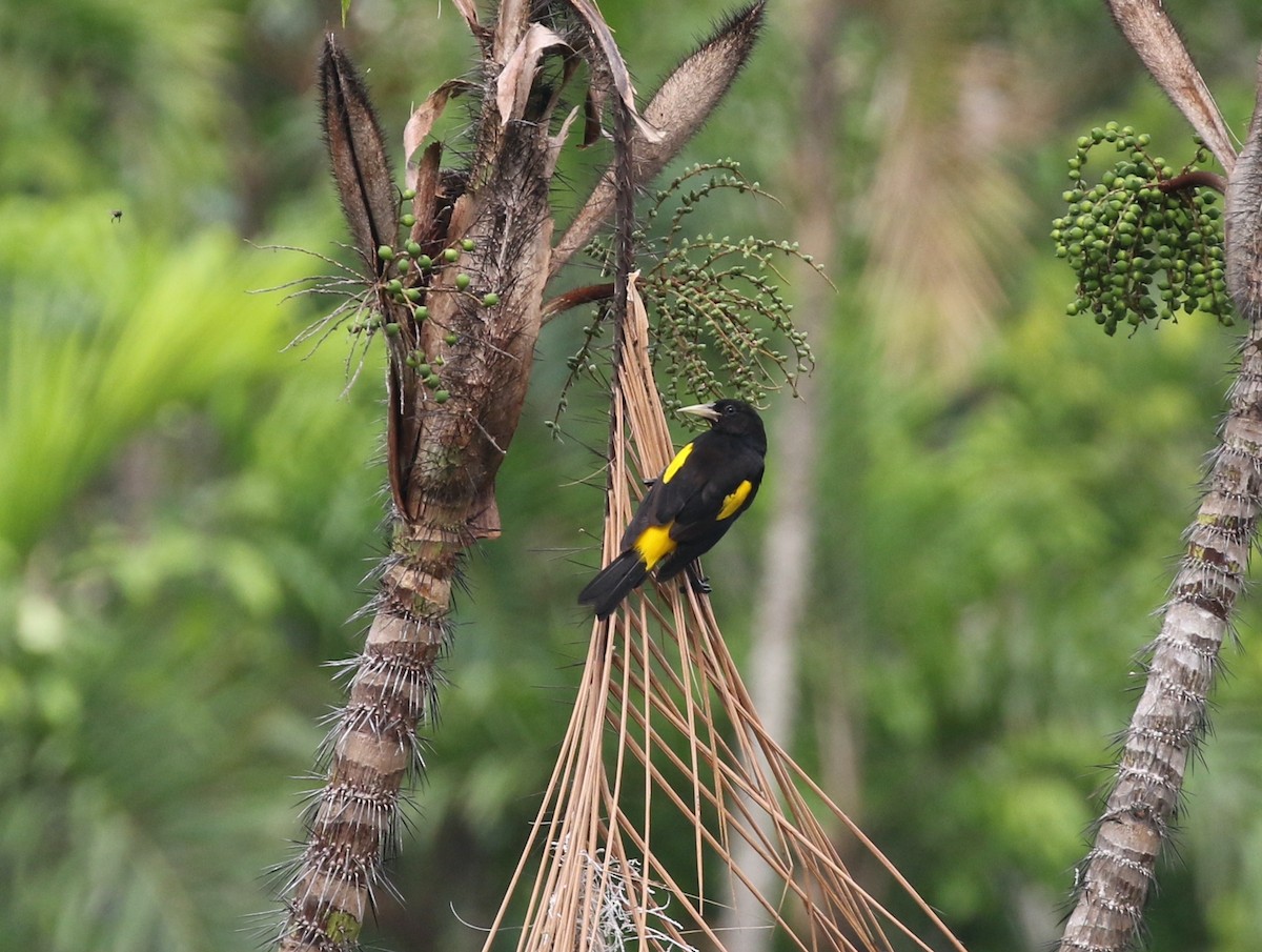 Yellow-rumped Cacique (Amazonian) - Andrew Vallely