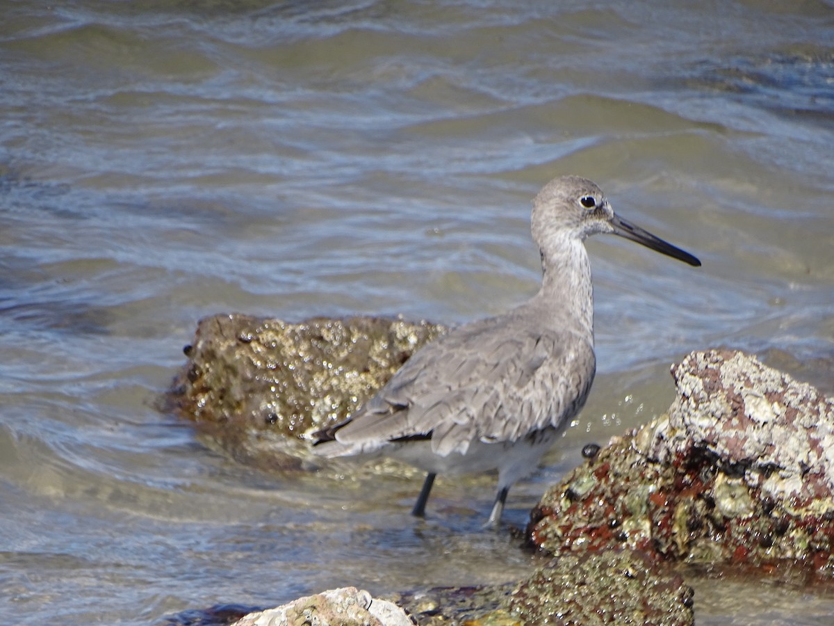 Willet - ML616877198