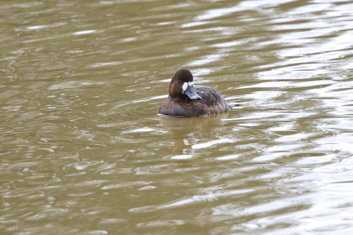 Greater Scaup - ML616877228