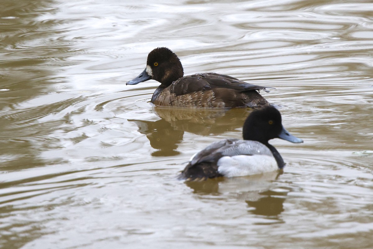 Greater Scaup - ML616877229
