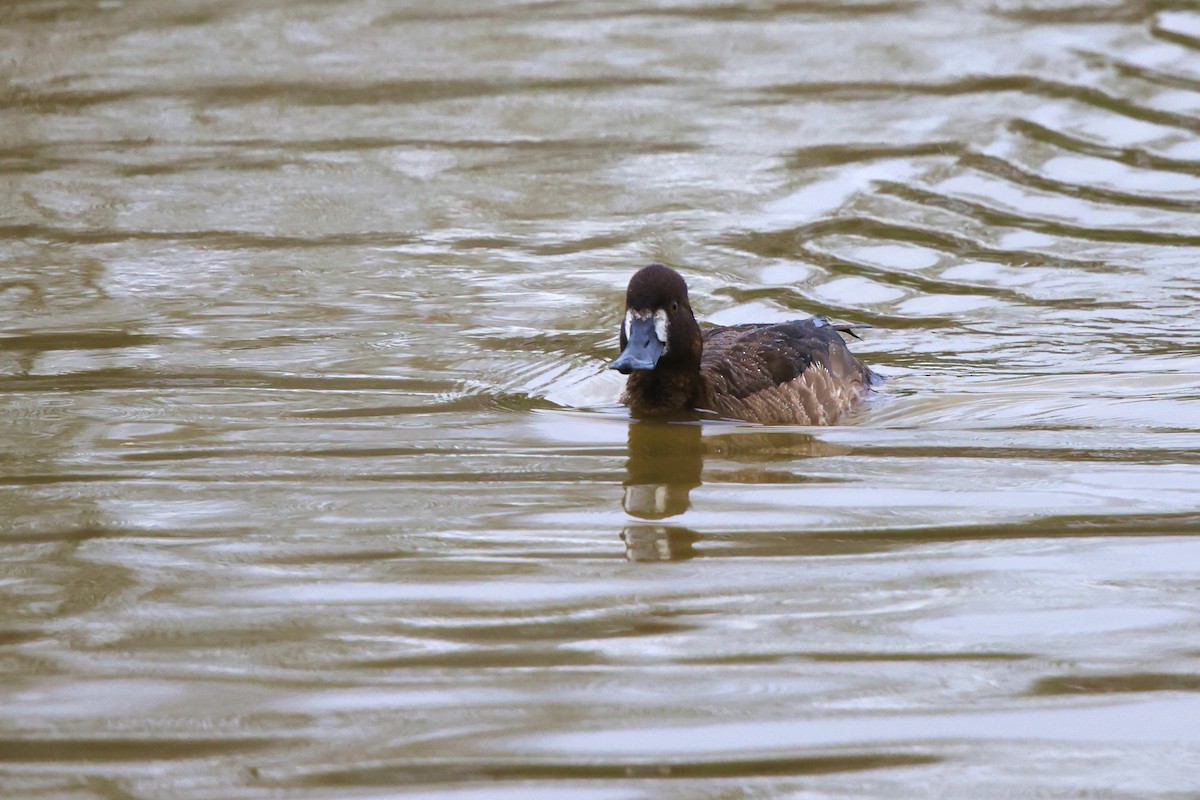 Greater Scaup - ML616877230