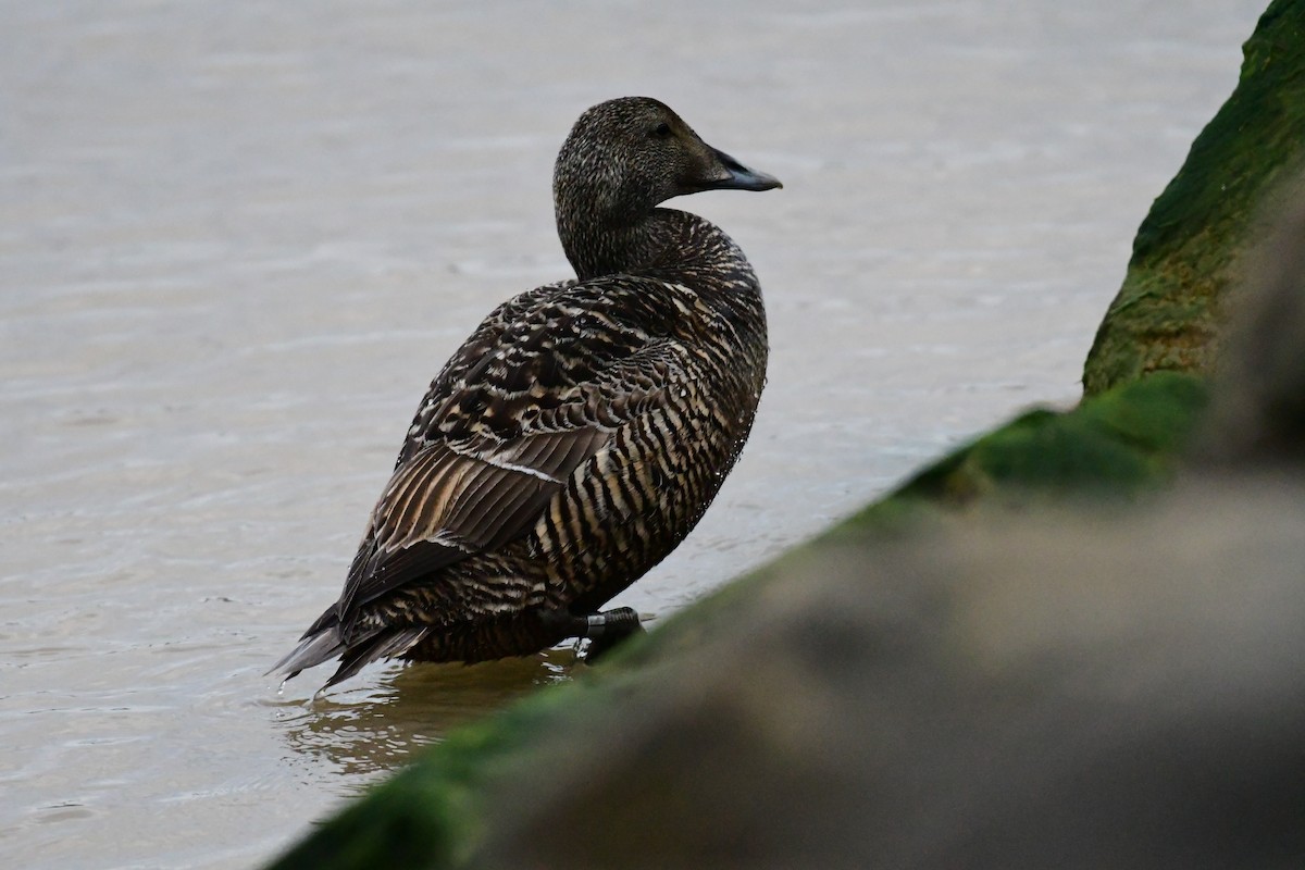 Common Eider - ML616877304