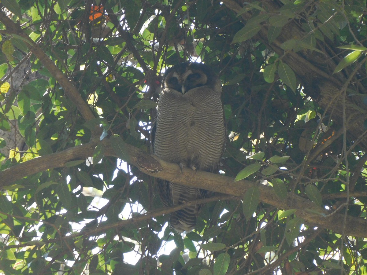Brown Wood-Owl - ML616877310