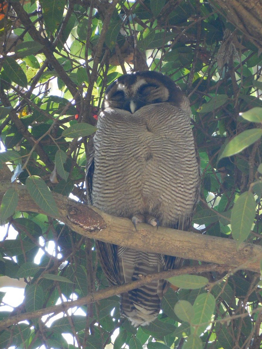 Brown Wood-Owl - ML616877311