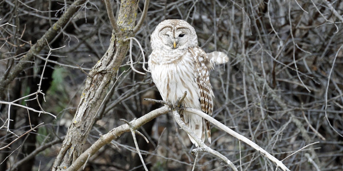 Barred Owl - ML616877315