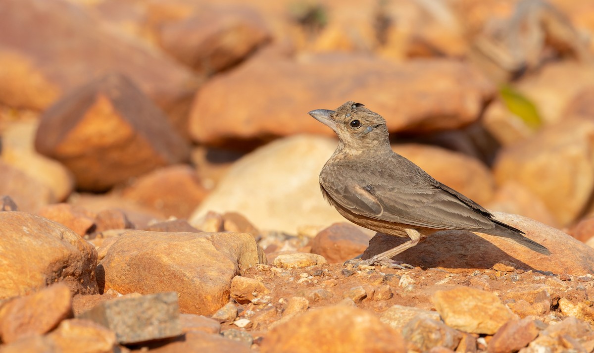 Rufous-tailed Lark - Ian Davies