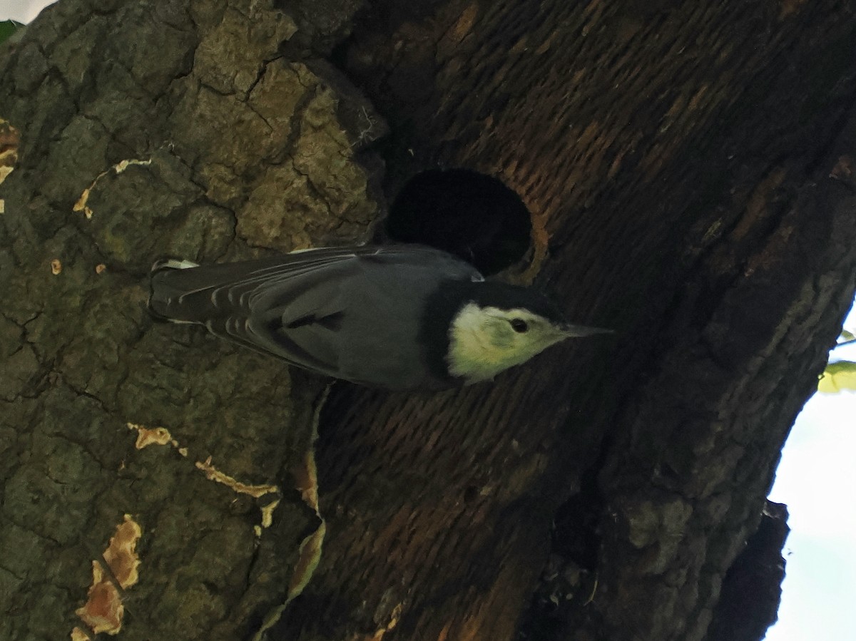 White-breasted Nuthatch (Pacific) - Jack Wickel