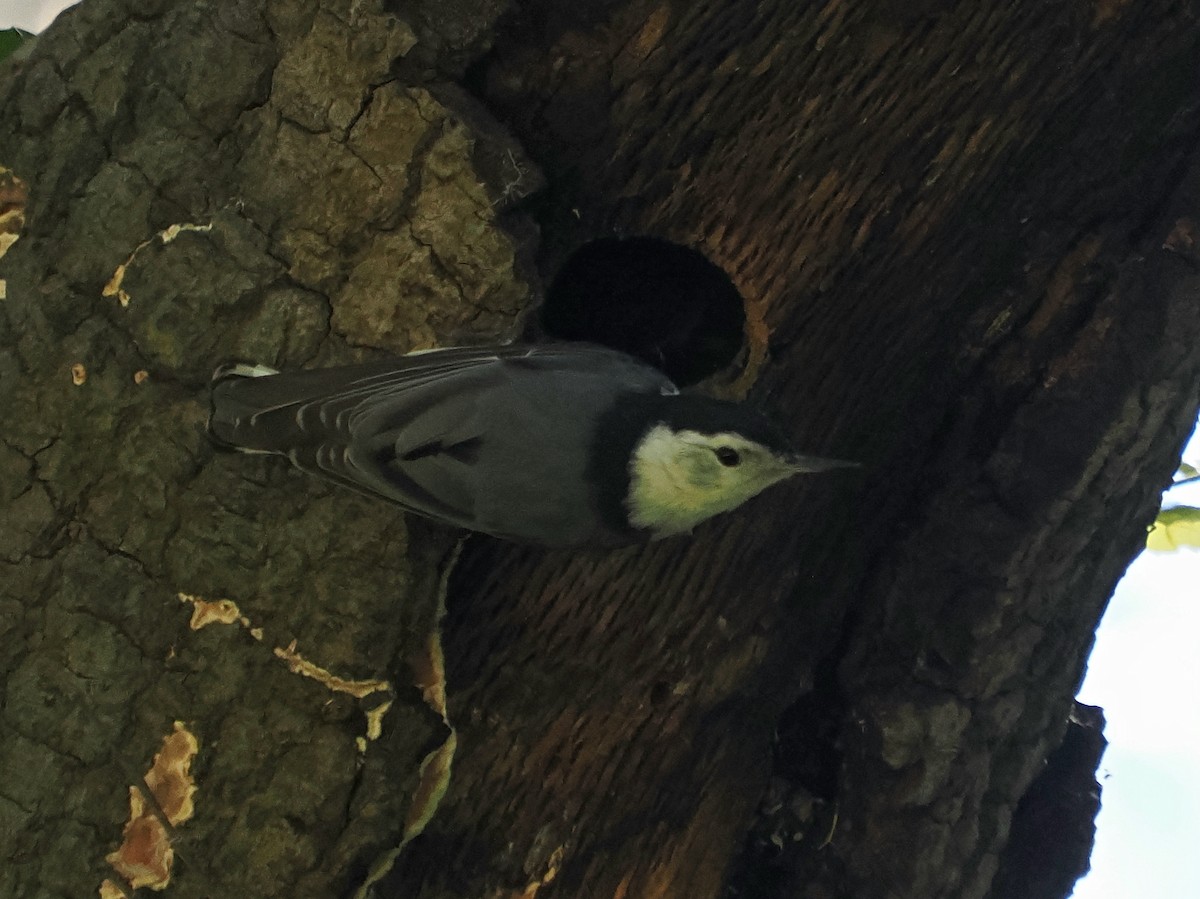 White-breasted Nuthatch (Pacific) - ML616877372