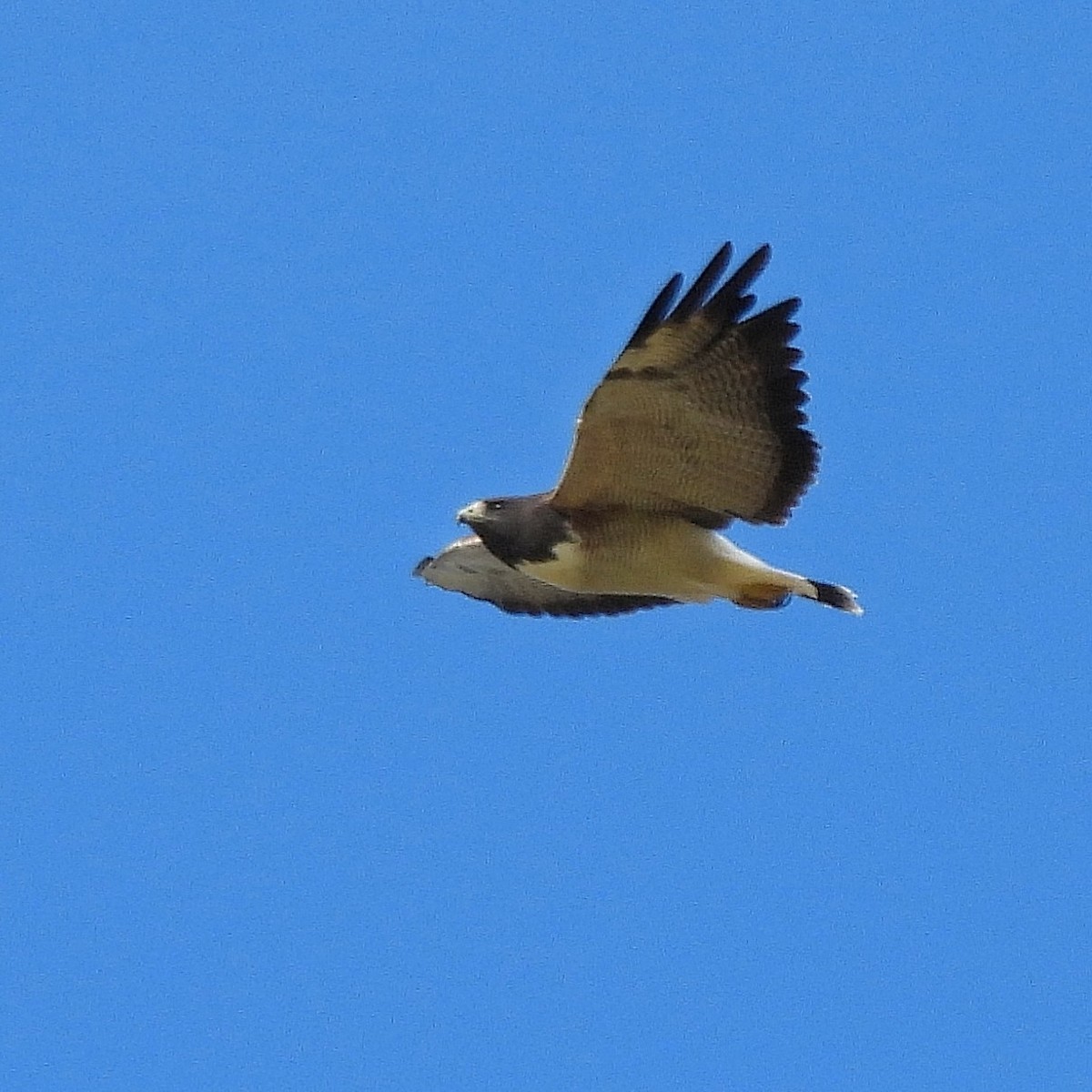 White-tailed Hawk - ML616877389