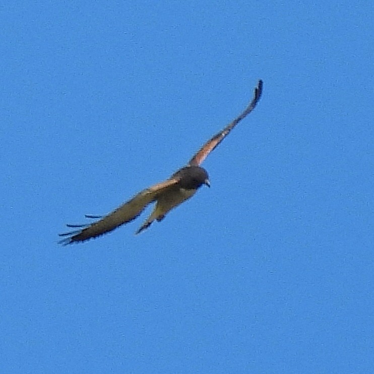 White-tailed Hawk - ML616877390