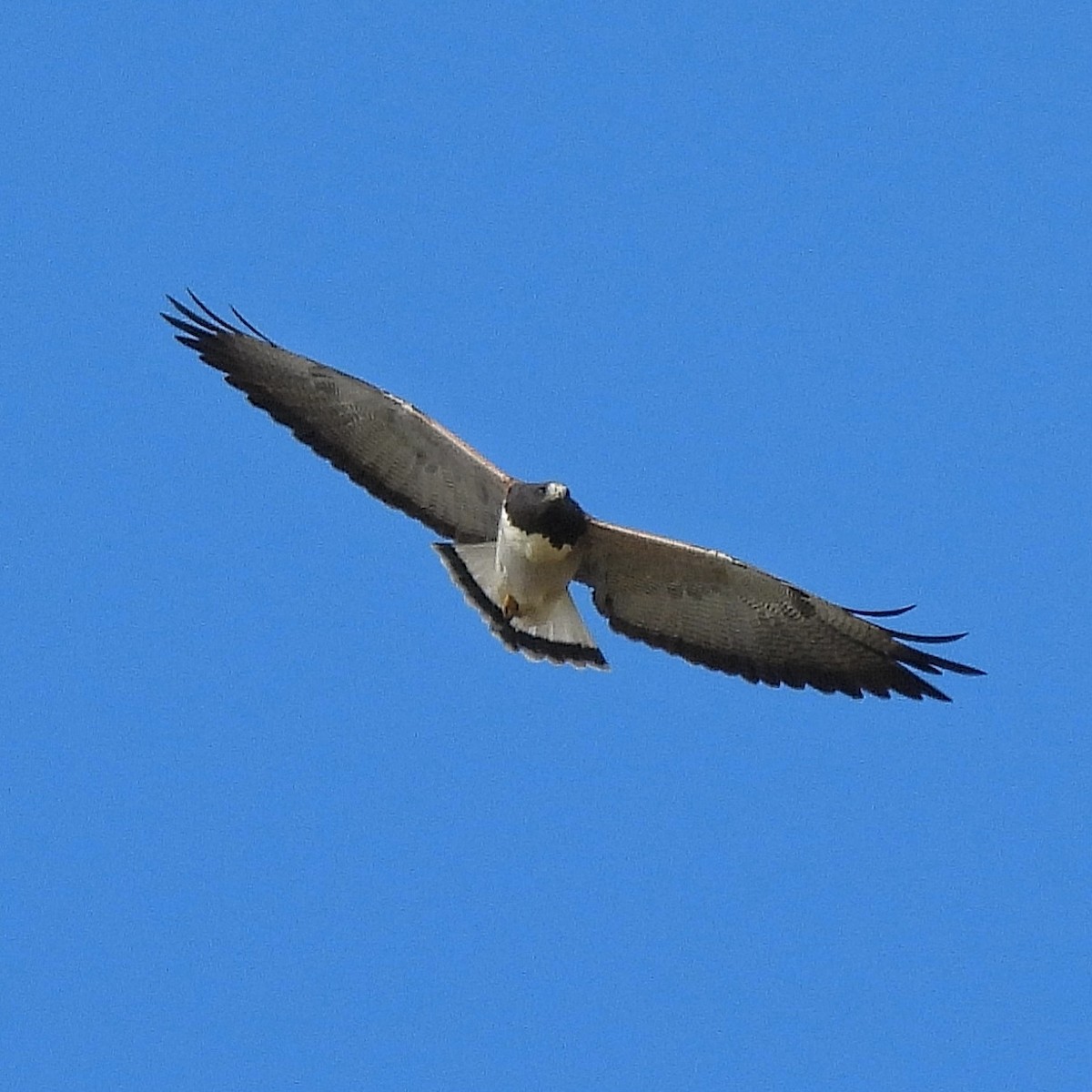 White-tailed Hawk - ML616877391