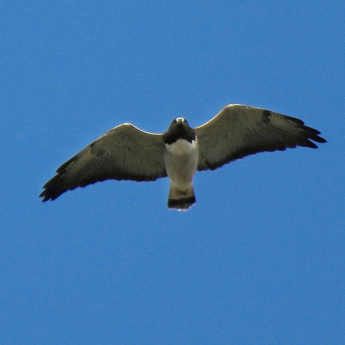 White-tailed Hawk - ML616877392