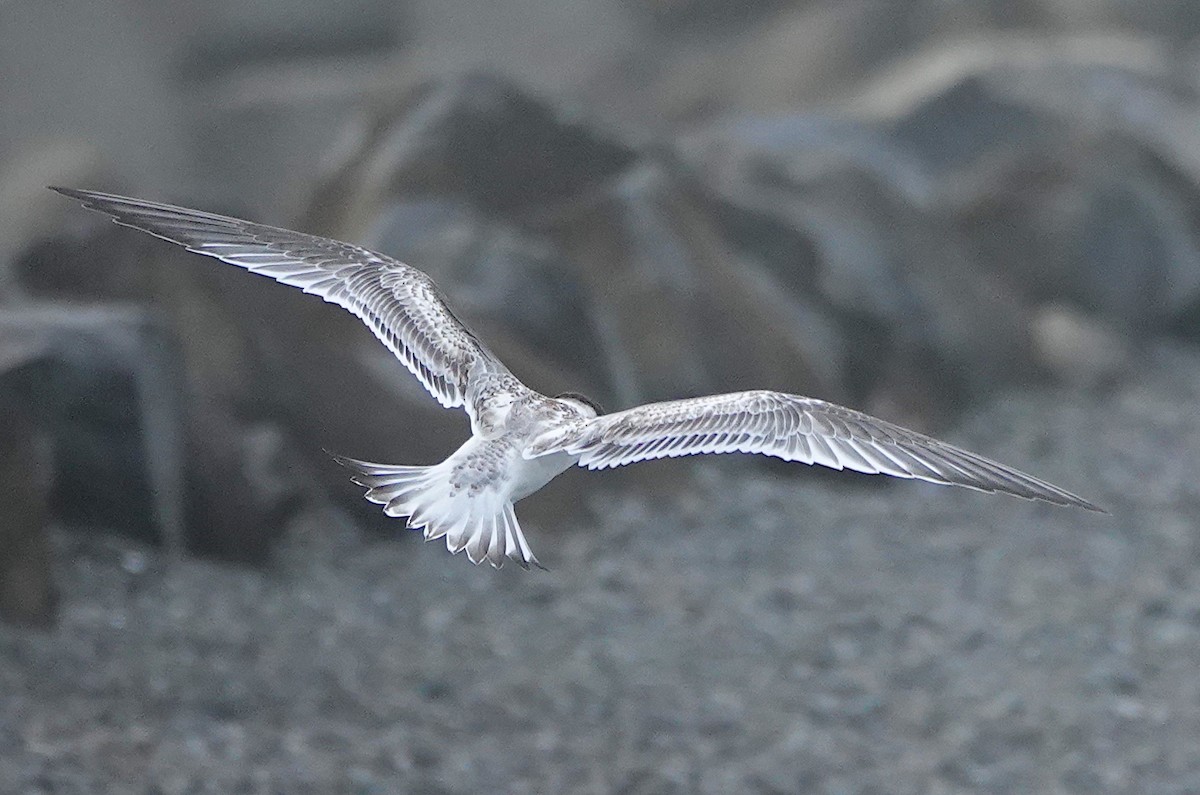 Great Crested Tern - Norm Clayton