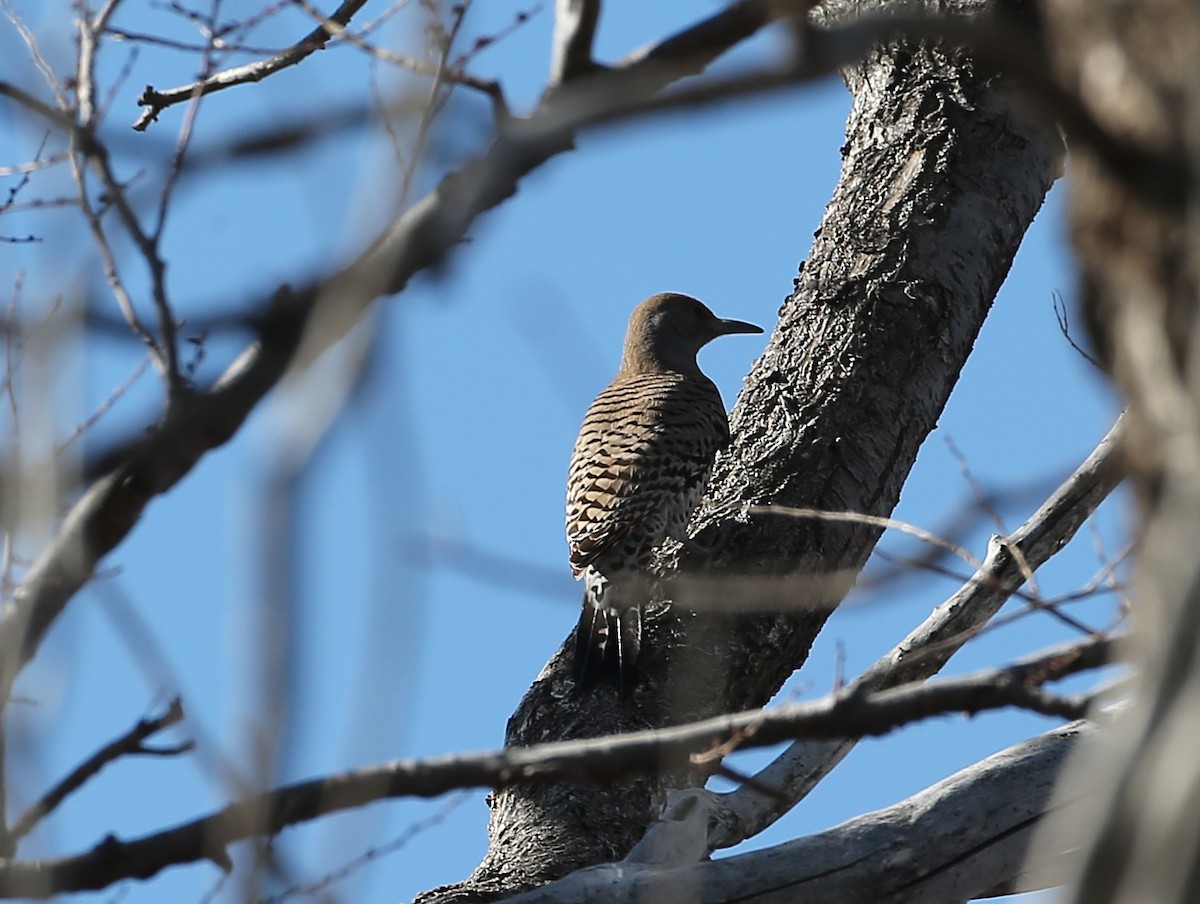 Northern Flicker - Michael Walther
