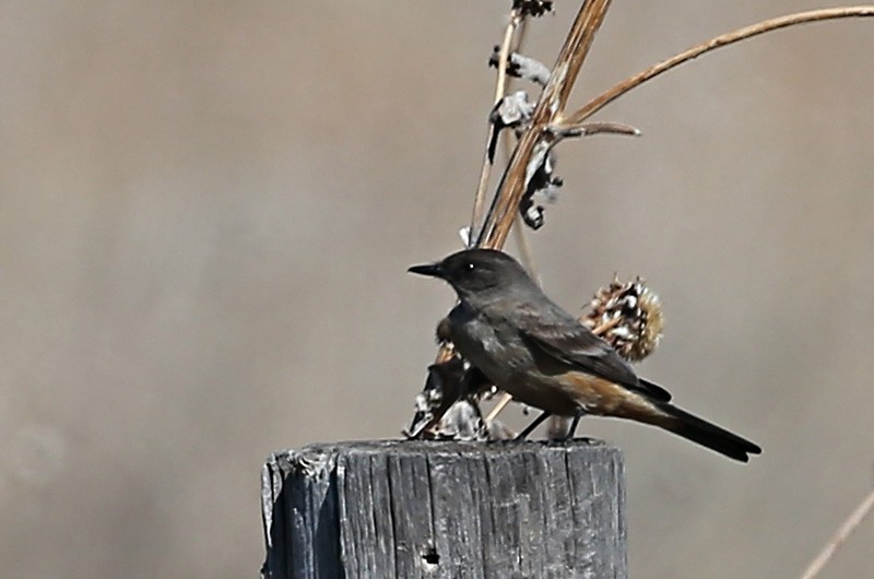 Say's Phoebe - ML616877416