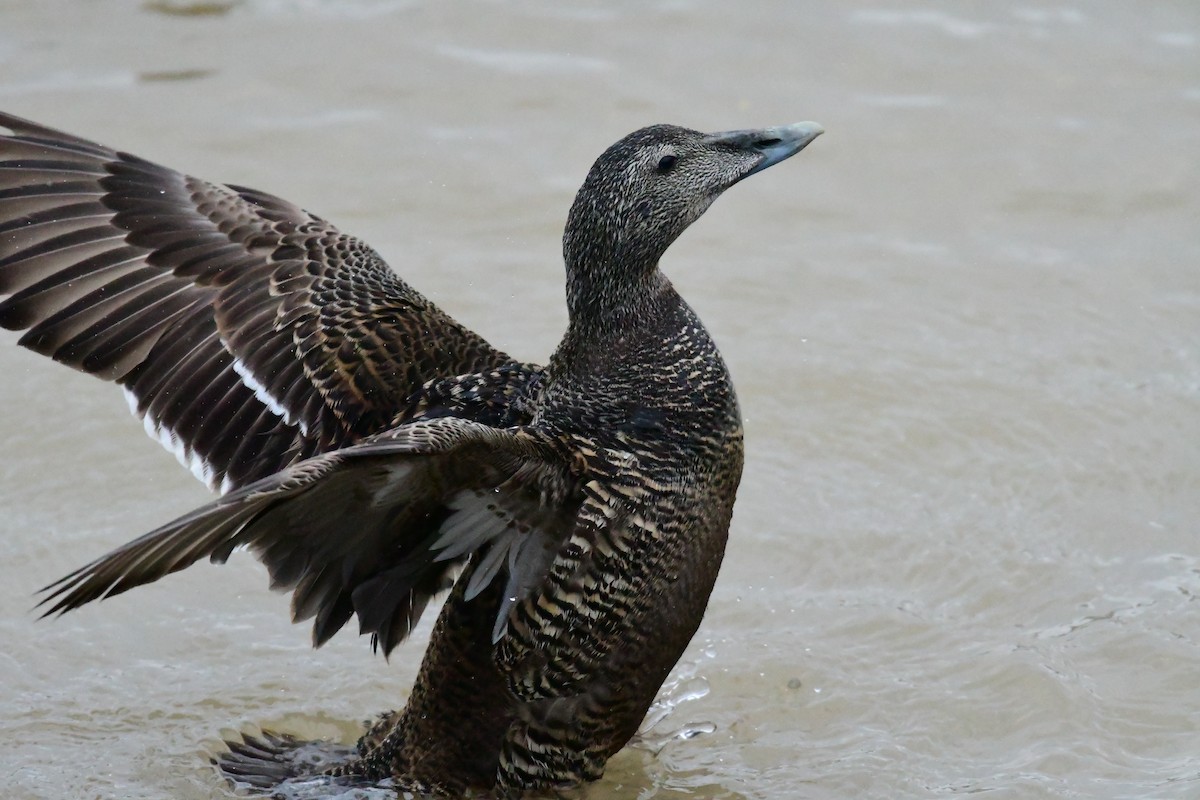 Common Eider - ML616877437