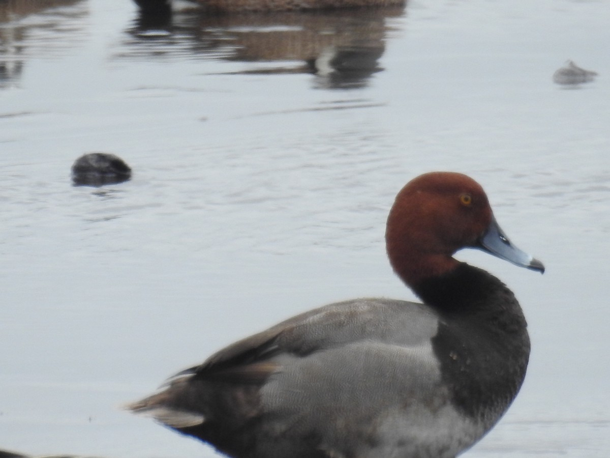 Redhead - ML616877439