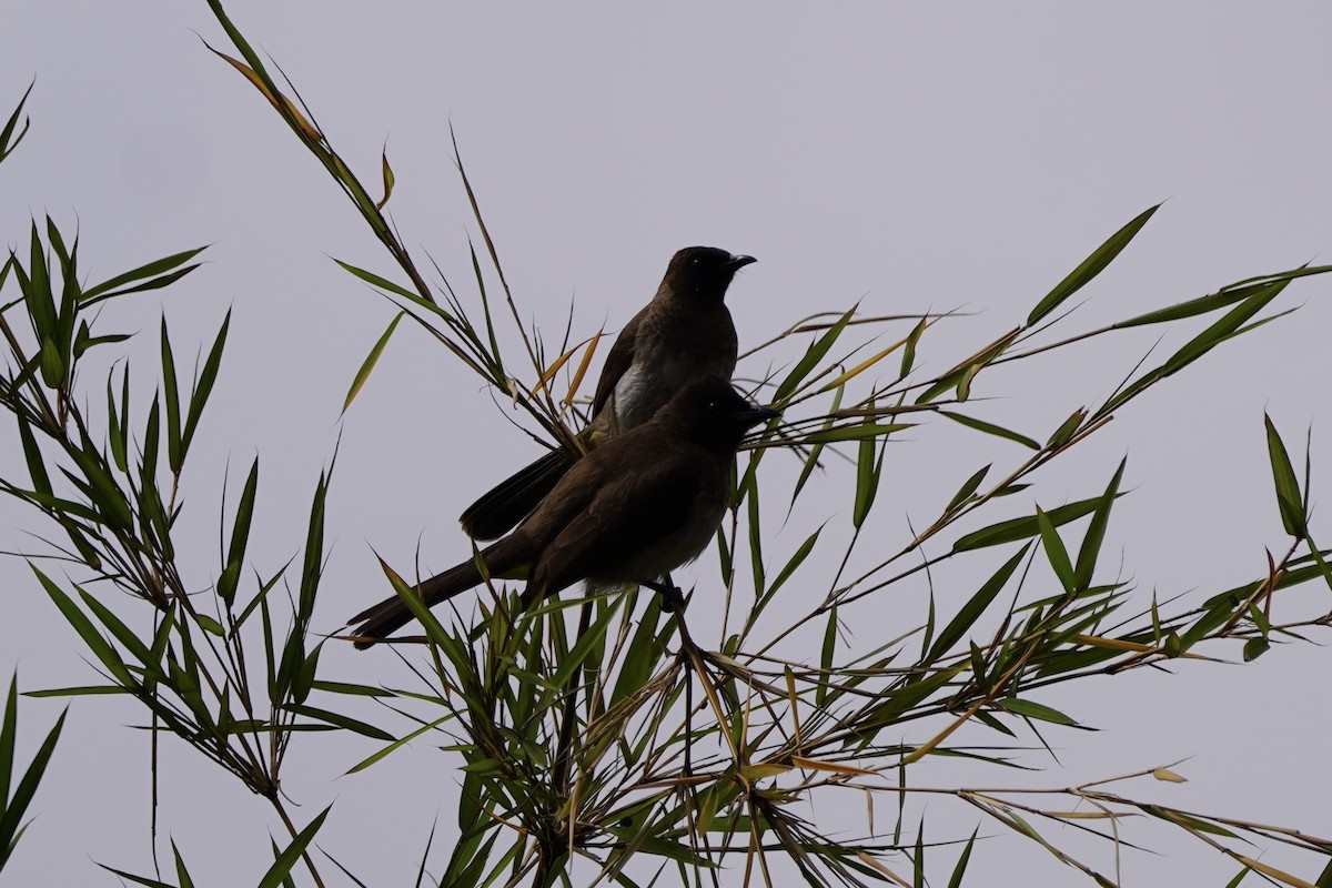 bulbul zahradní - ML616877498