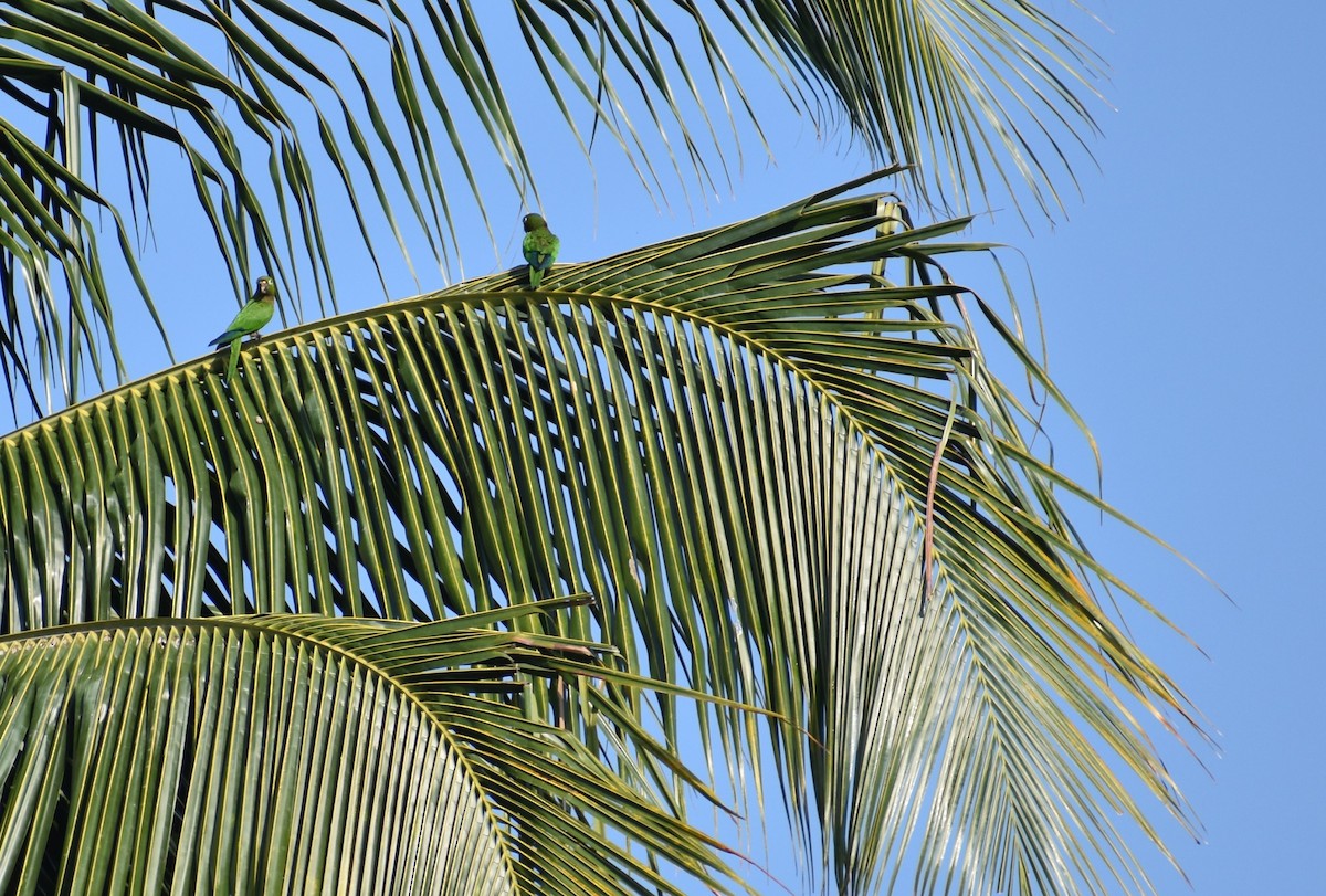 Conure naine - ML616877528