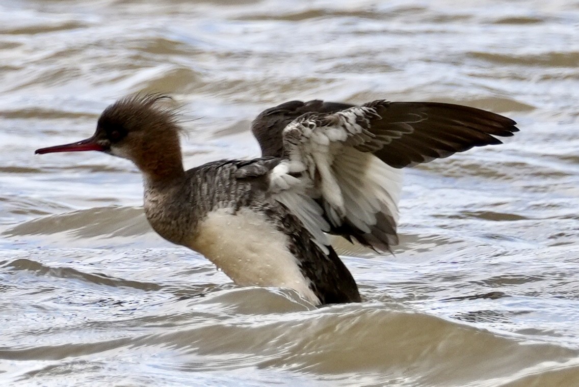 Red-breasted Merganser - ML616877539