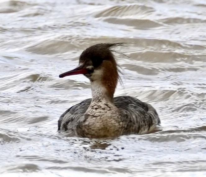 Red-breasted Merganser - ML616877541